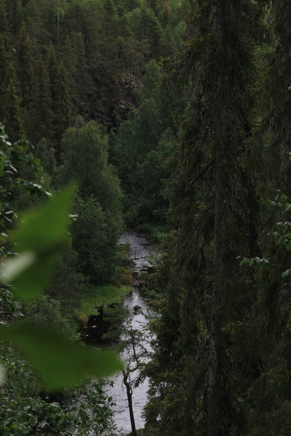 Un fiume in una foresta