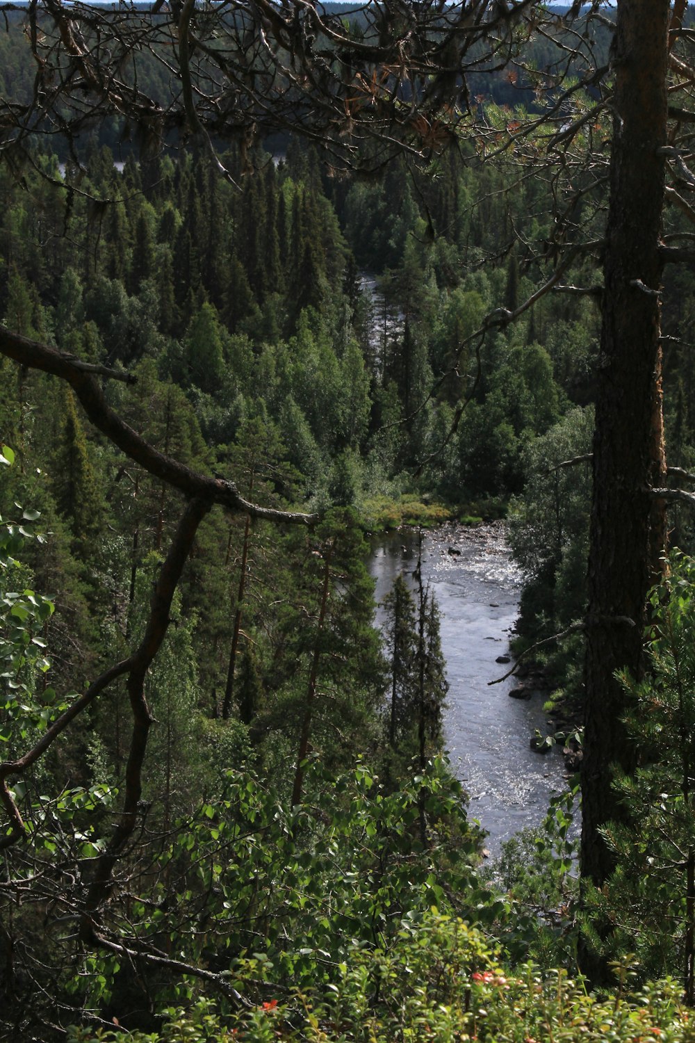 a river in a forest