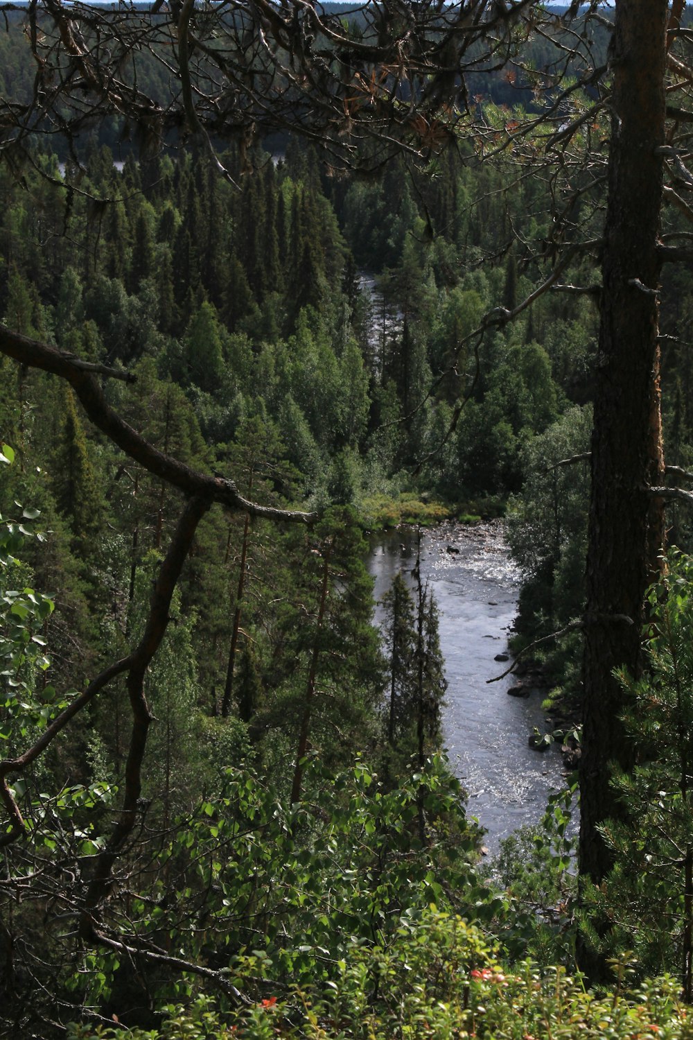 Une rivière dans une forêt
