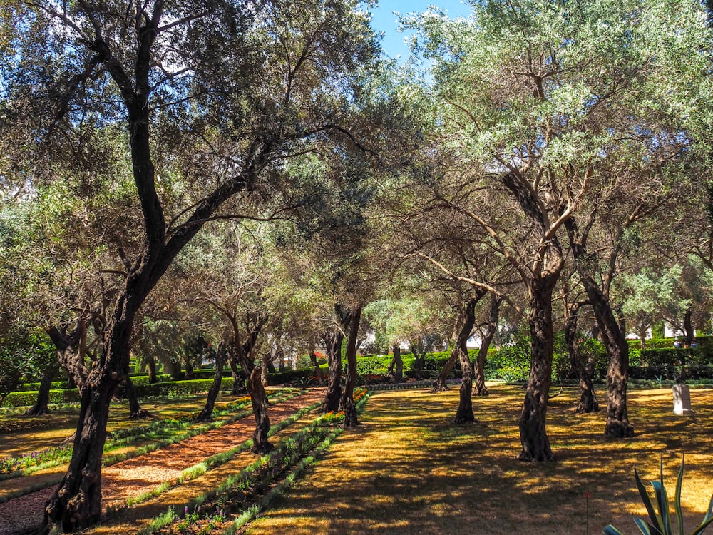 un sentiero con alberi su entrambi i lati