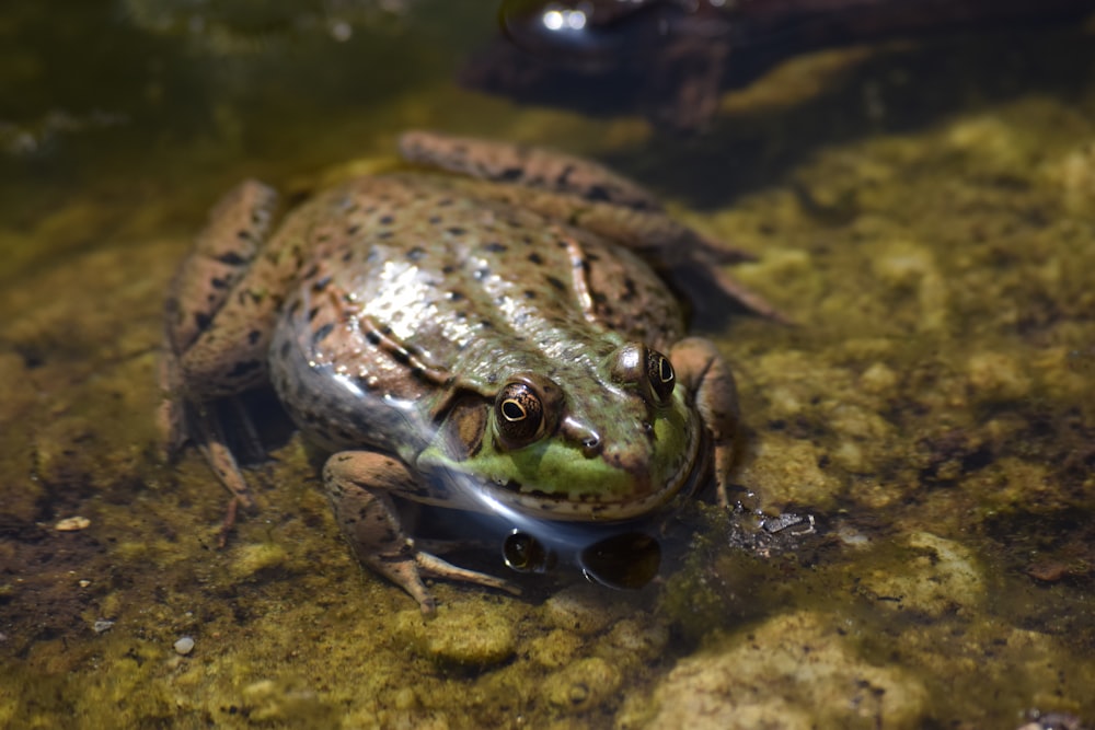 a frog on a rock