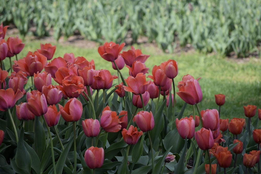 a field of pink flowers