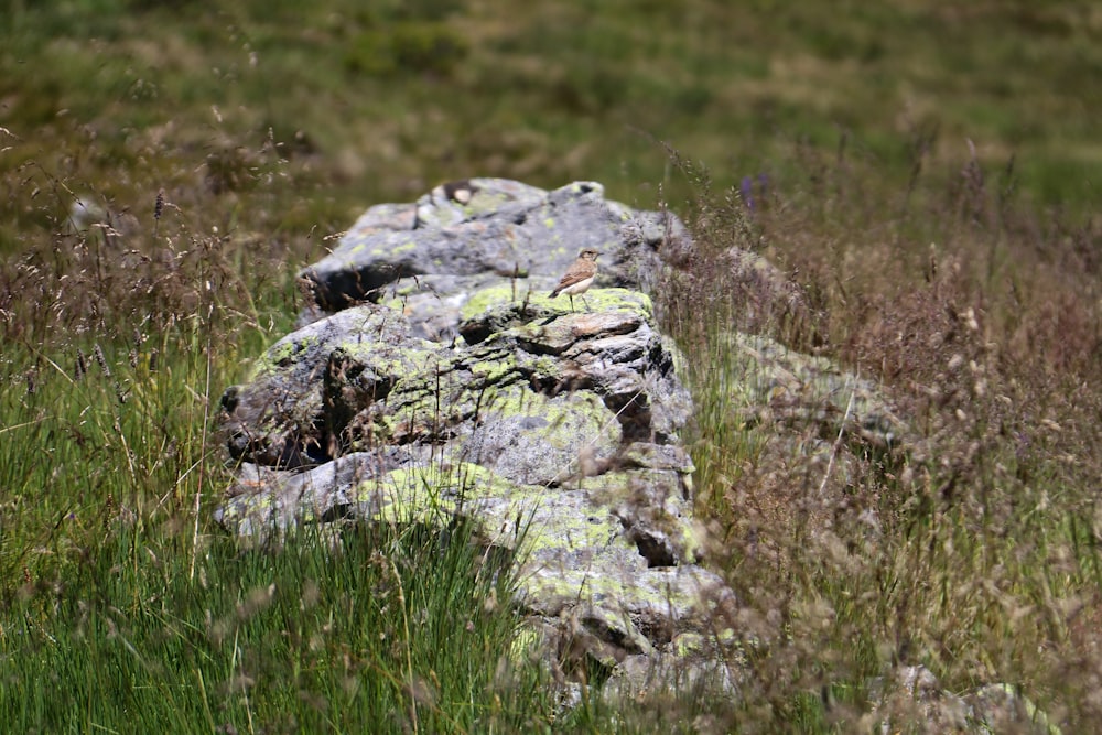 a large alligator in the grass