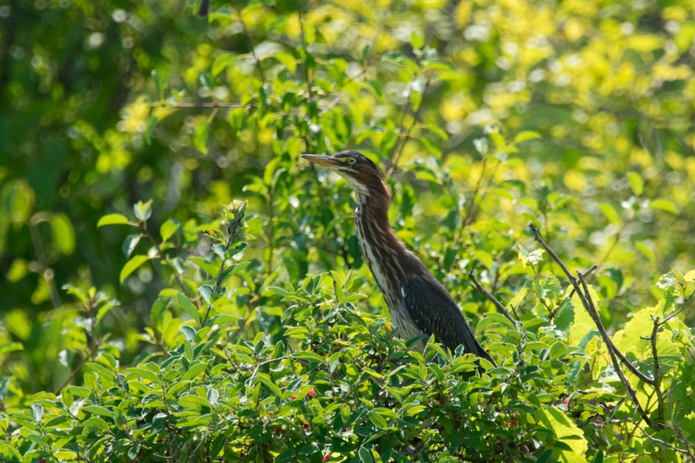 a bird sits on a branch