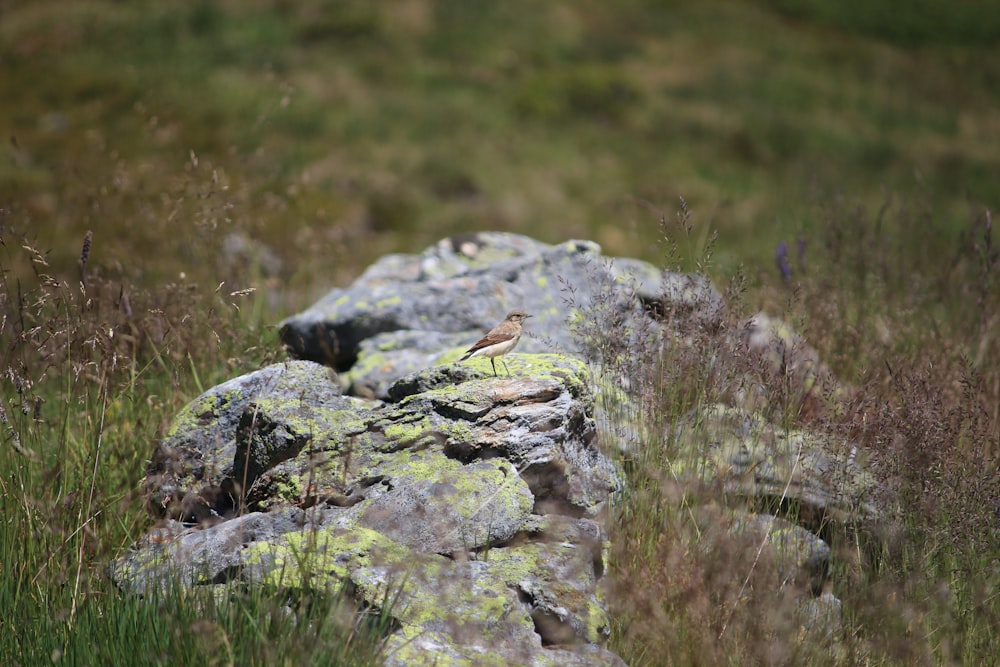 a bird on a rock