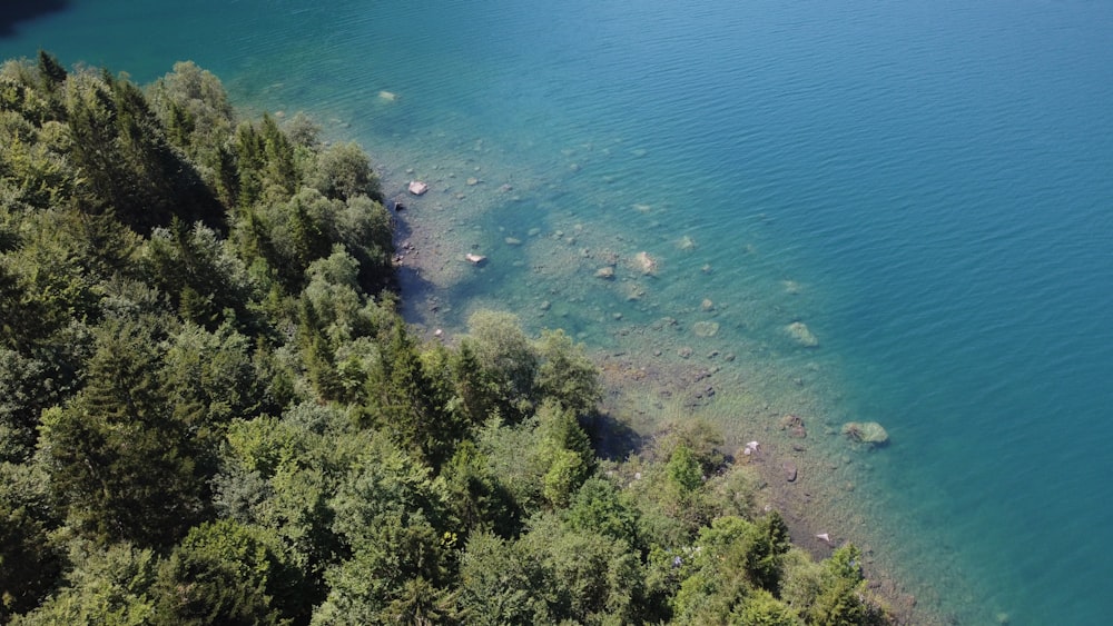 a beach with trees and water