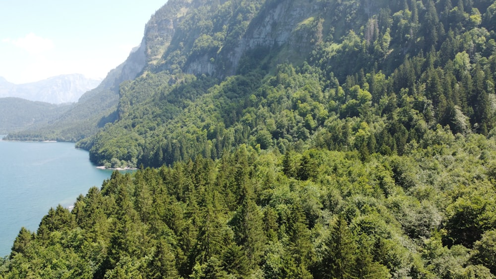 a body of water surrounded by trees