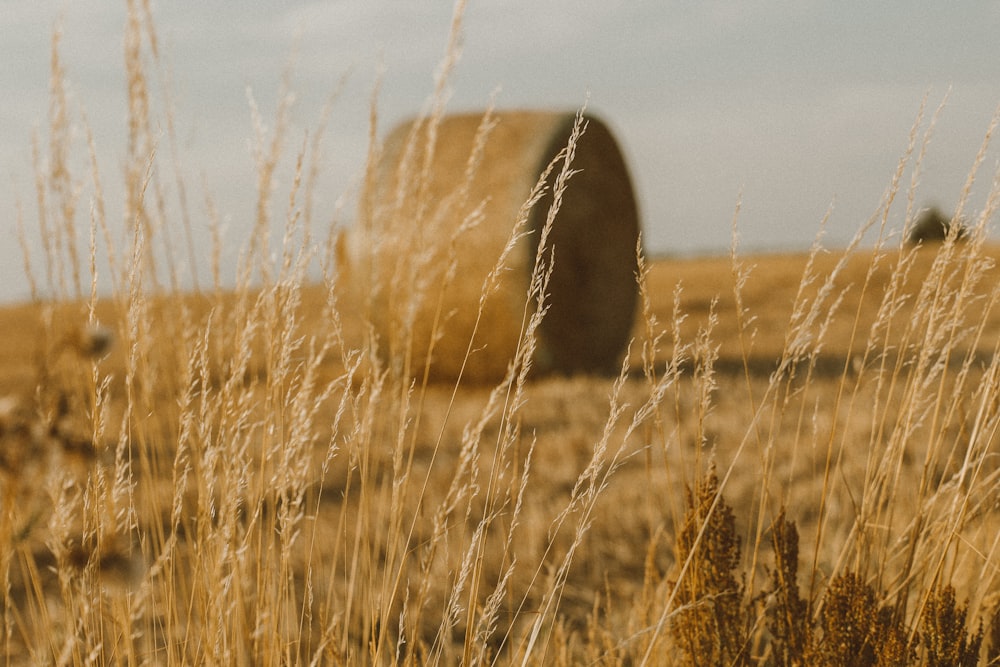 a field of wheat