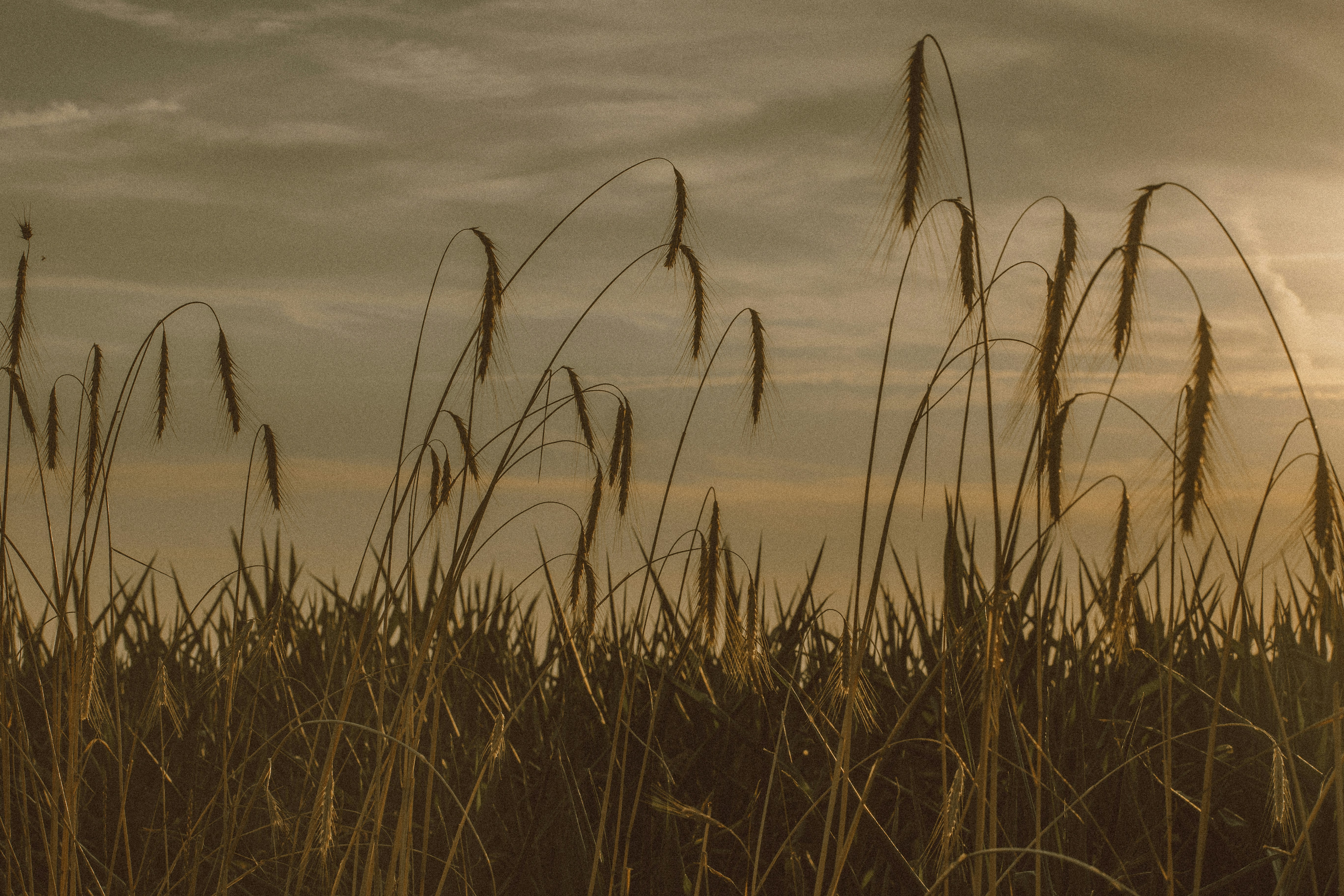 Field Kits and Headless Clusters: Practical Reviews & Tradeoffs for Market Data Teams (2026)