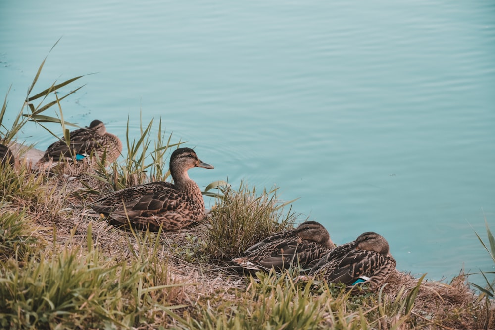 a group of ducks sit by the water