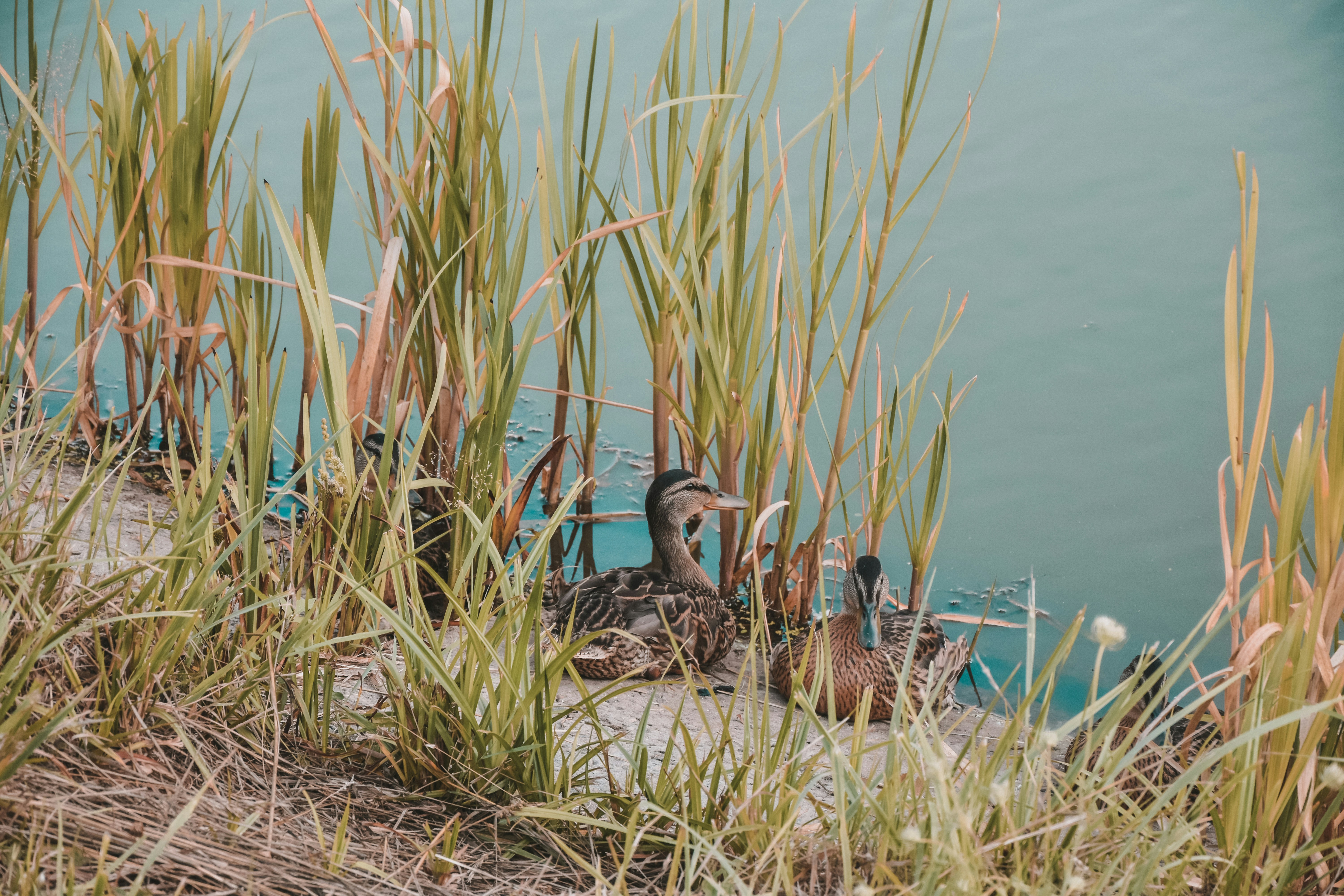 ducks sitting in the grass