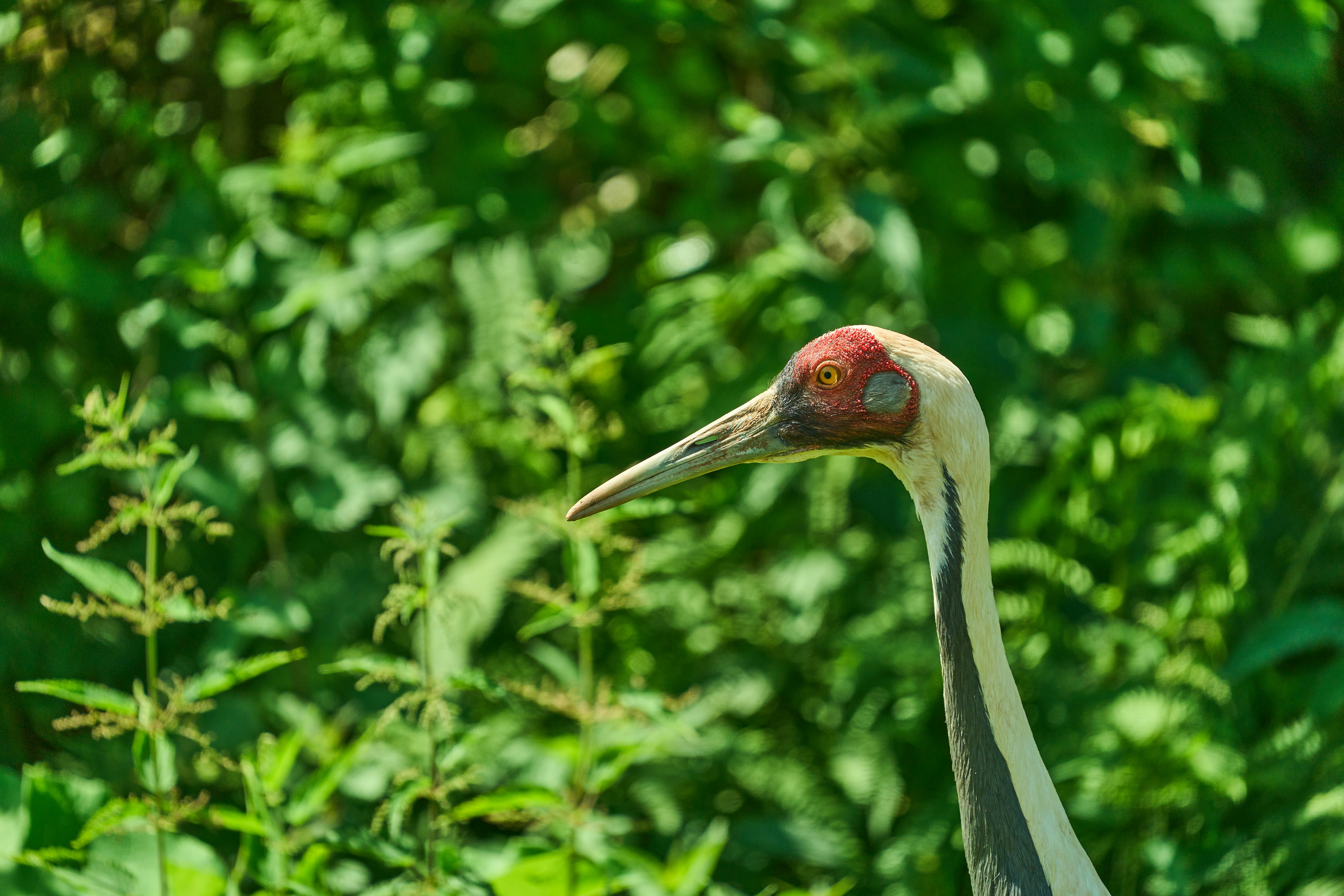 Photo by wolfgang_hasselmann