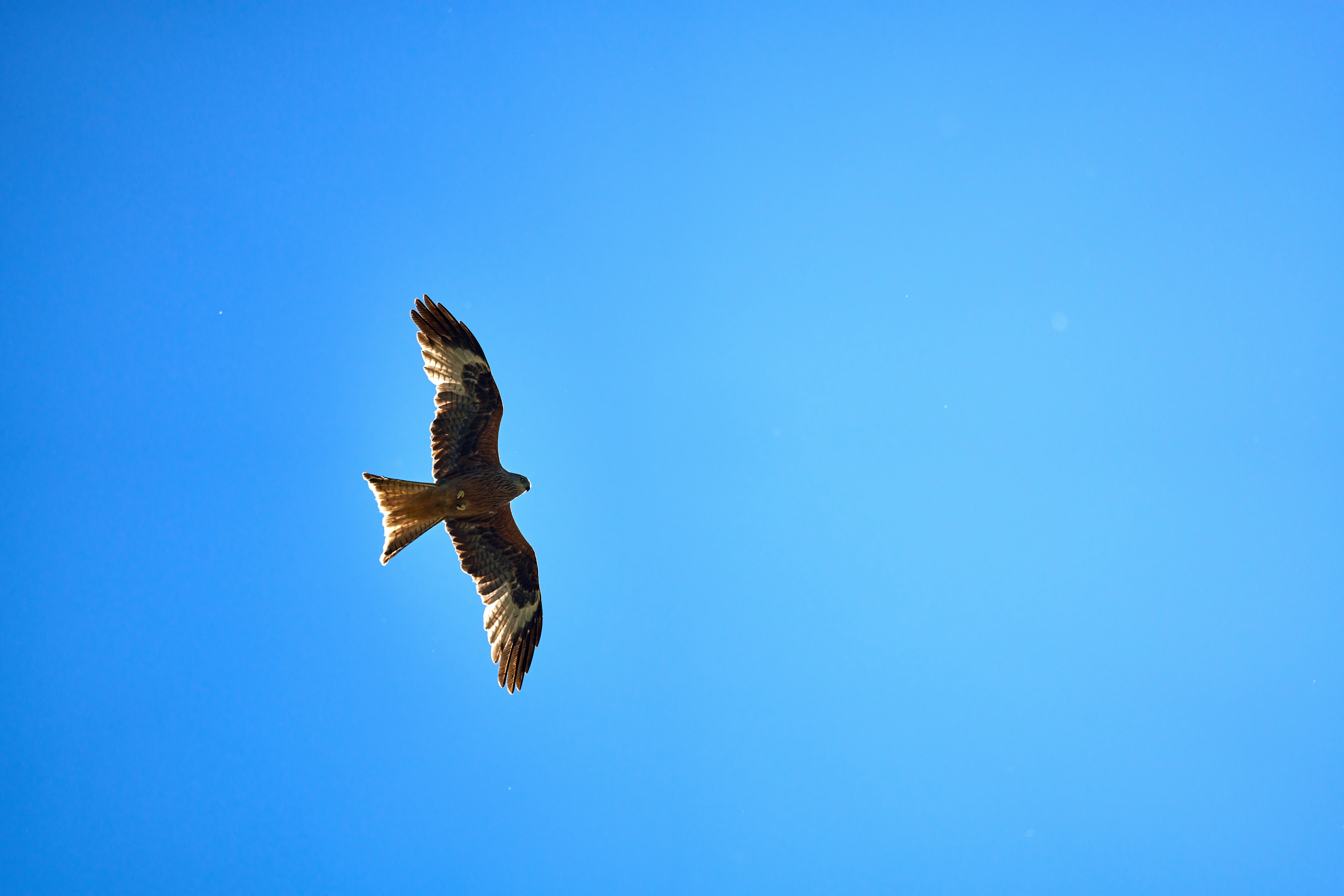 Photo by wolfgang_hasselmann