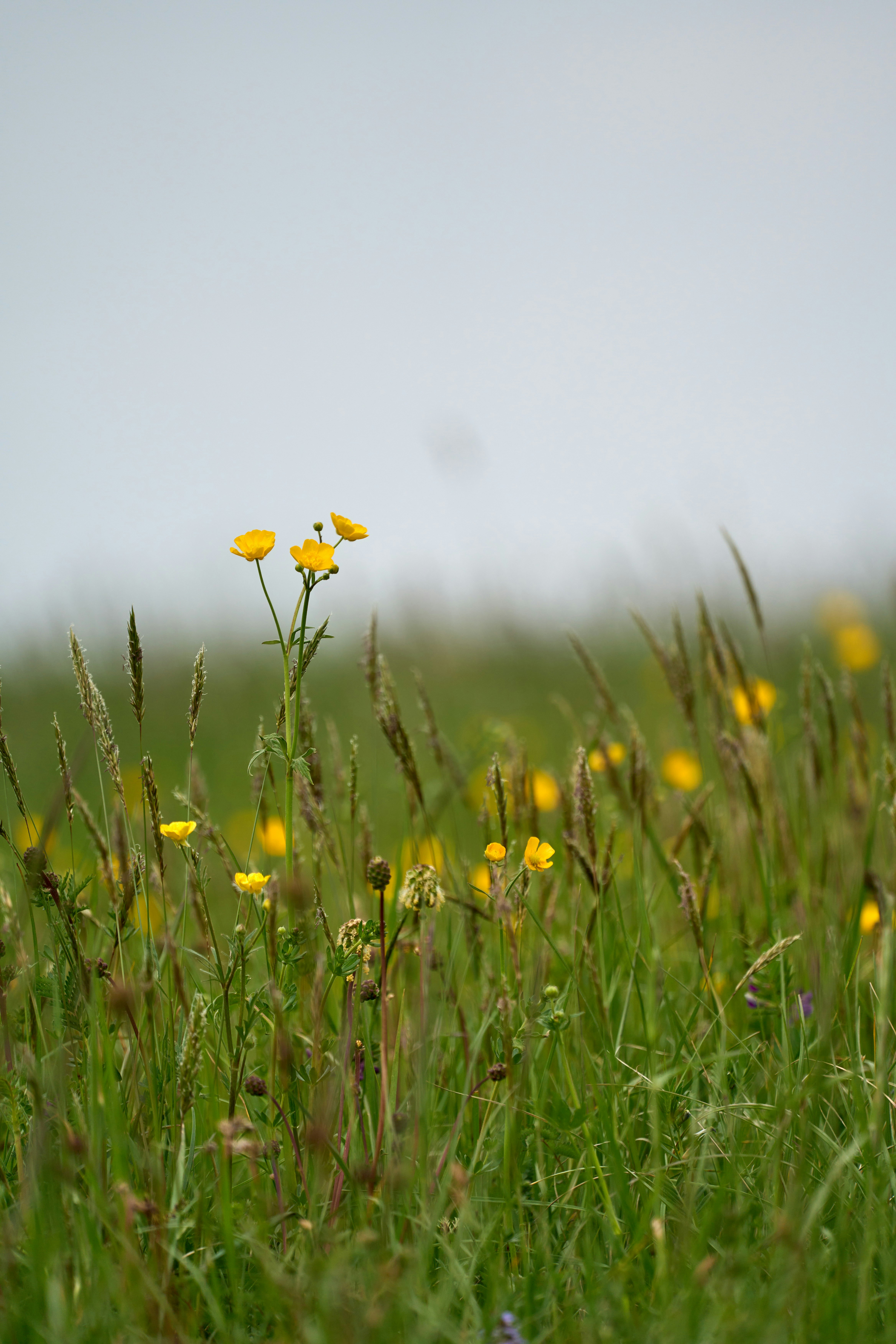 Photo by wolfgang_hasselmann