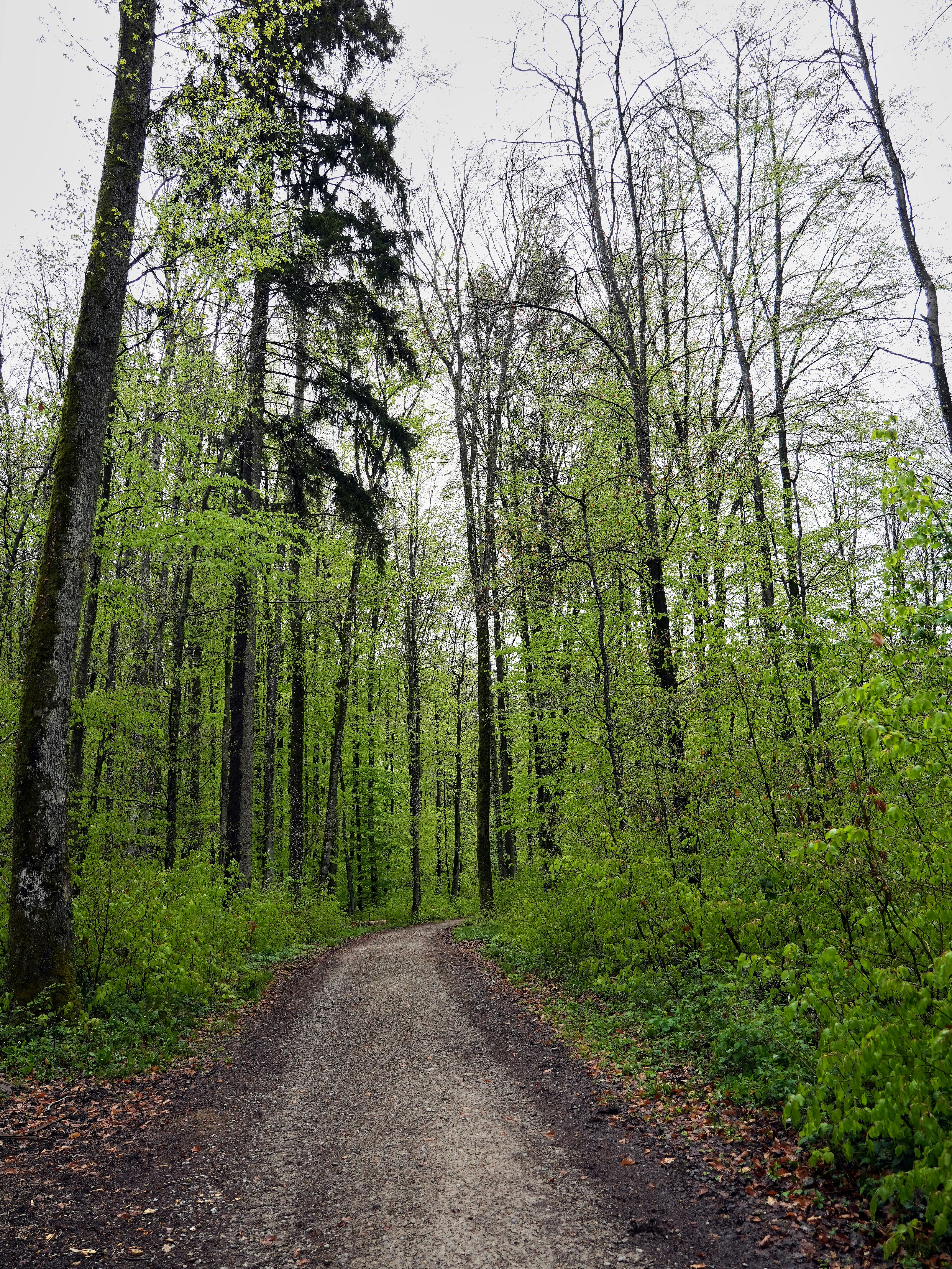 Photo by wolfgang_hasselmann