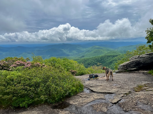 A scenic mountain landscape with lush green forests stretching into the distance under a cloudy sky. In the foreground, a dog is standing on a rocky ledge next to a backpack and some gear, overlooking the expansive view.