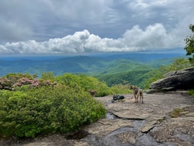 A scenic mountain landscape with lush green forests stretching into the distance under a cloudy sky. In the foreground, a dog is standing on a rocky ledge next to a backpack and some gear, overlooking the expansive view.