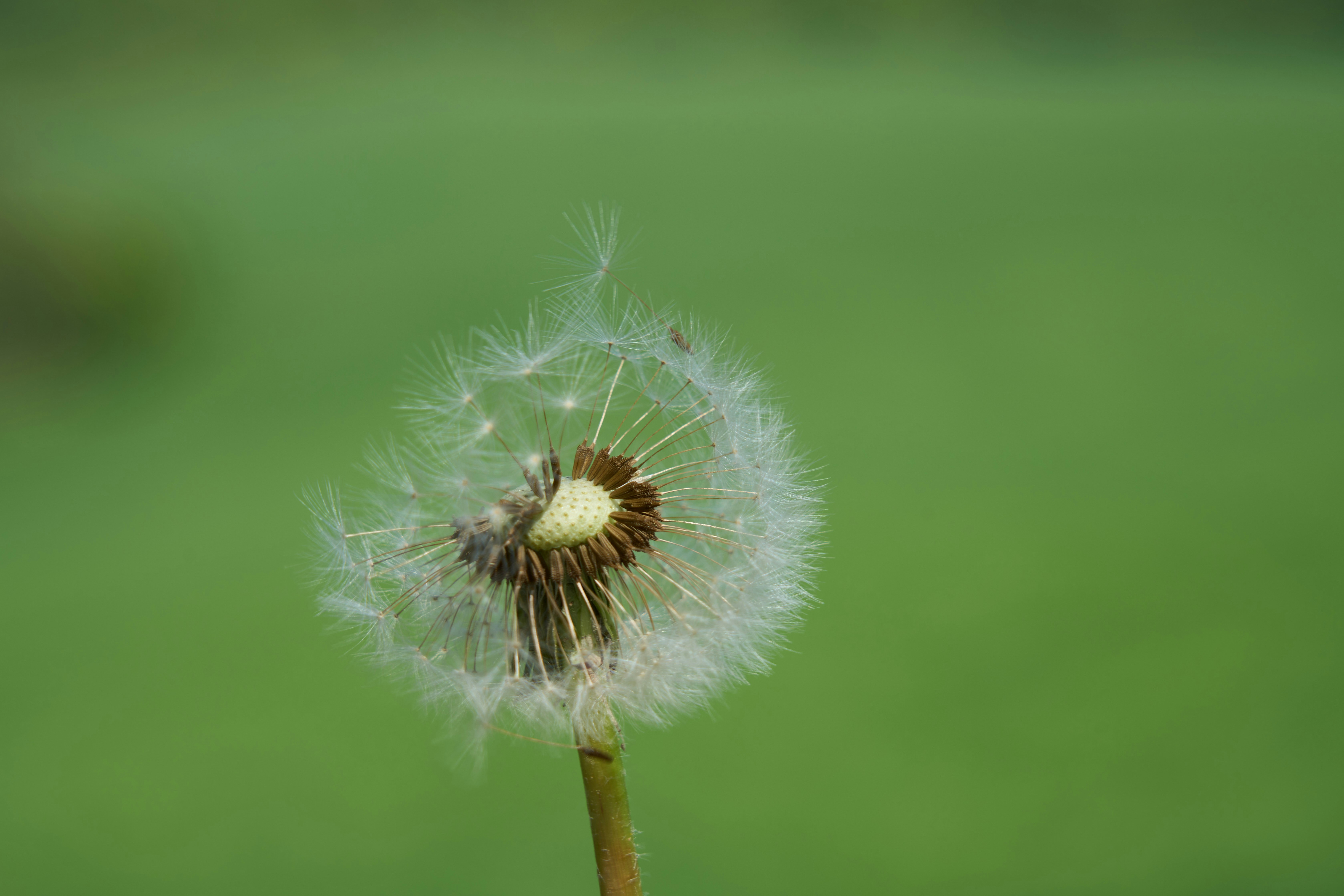 Photo by wolfgang_hasselmann