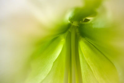 a close up of a plant