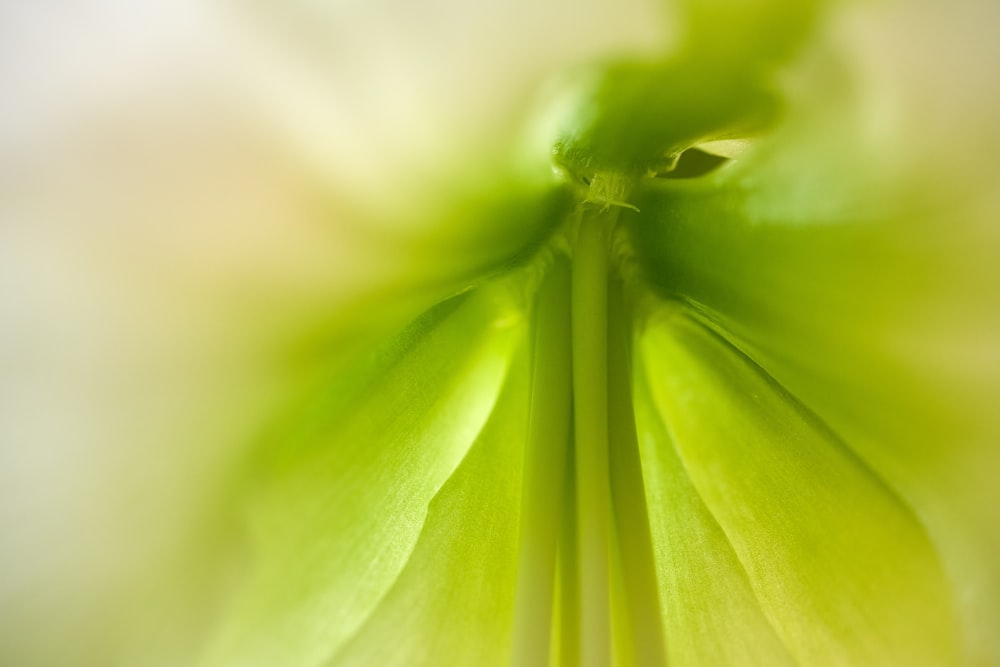 a close up of a plant