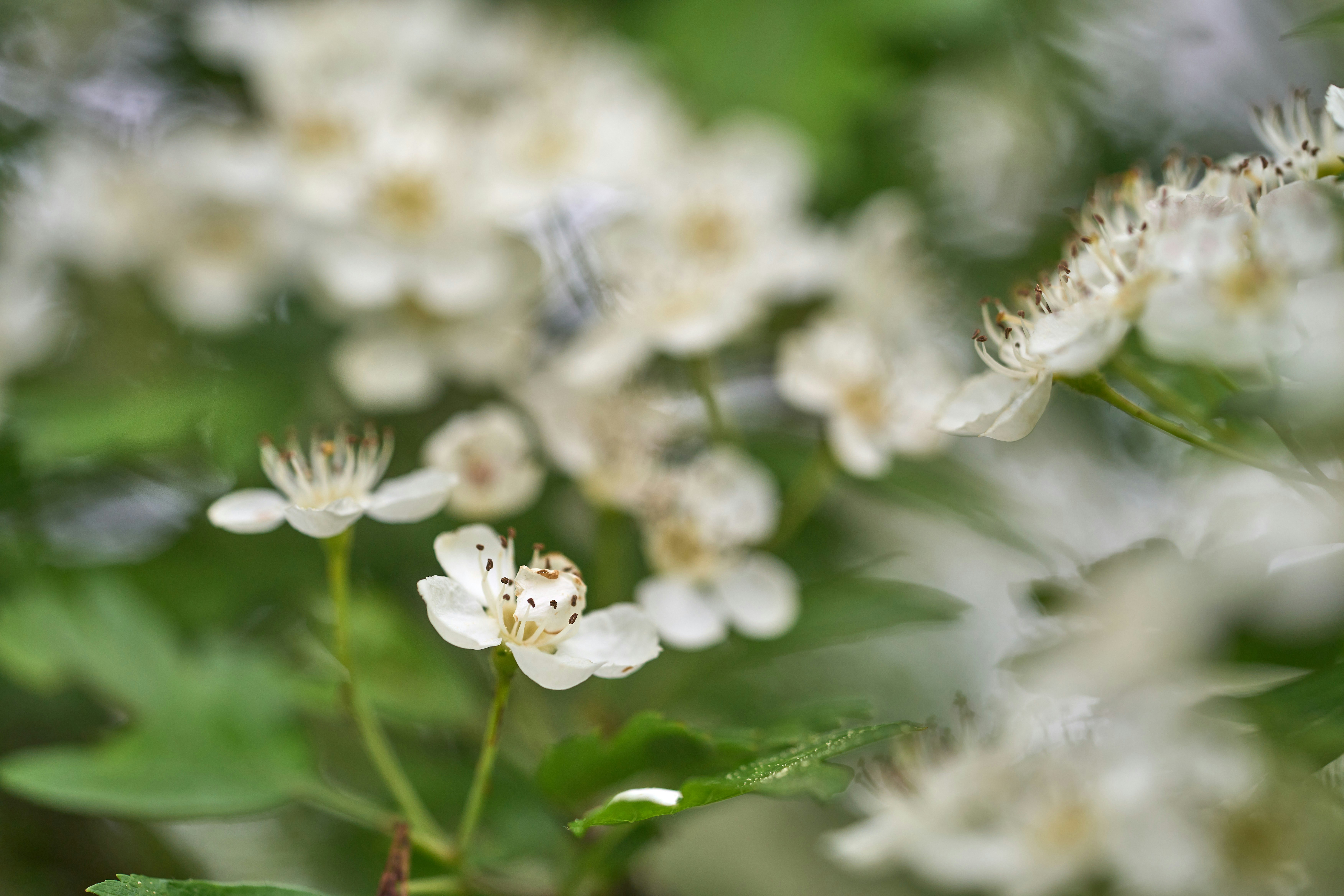 Photo by wolfgang_hasselmann