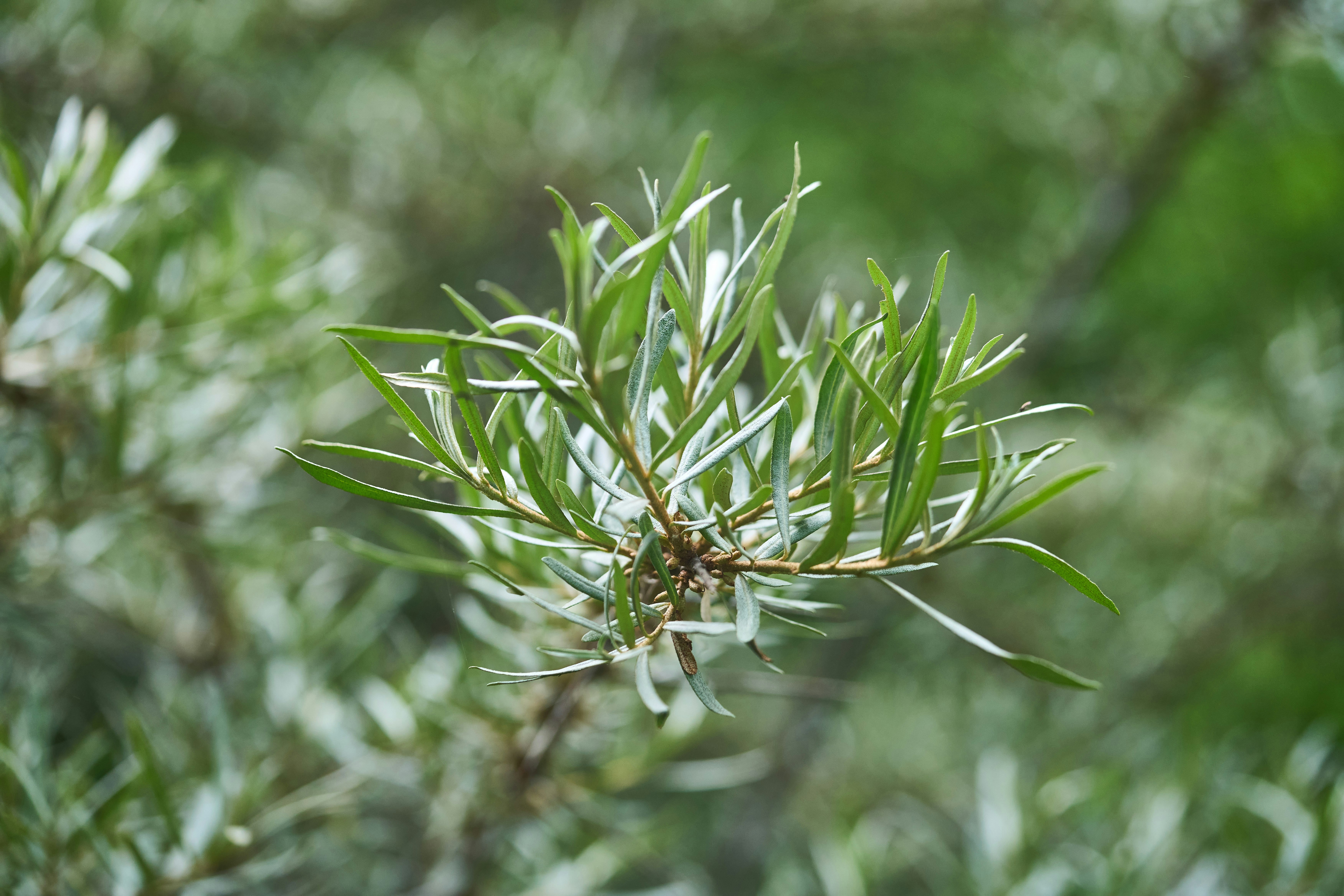 Photo by wolfgang_hasselmann