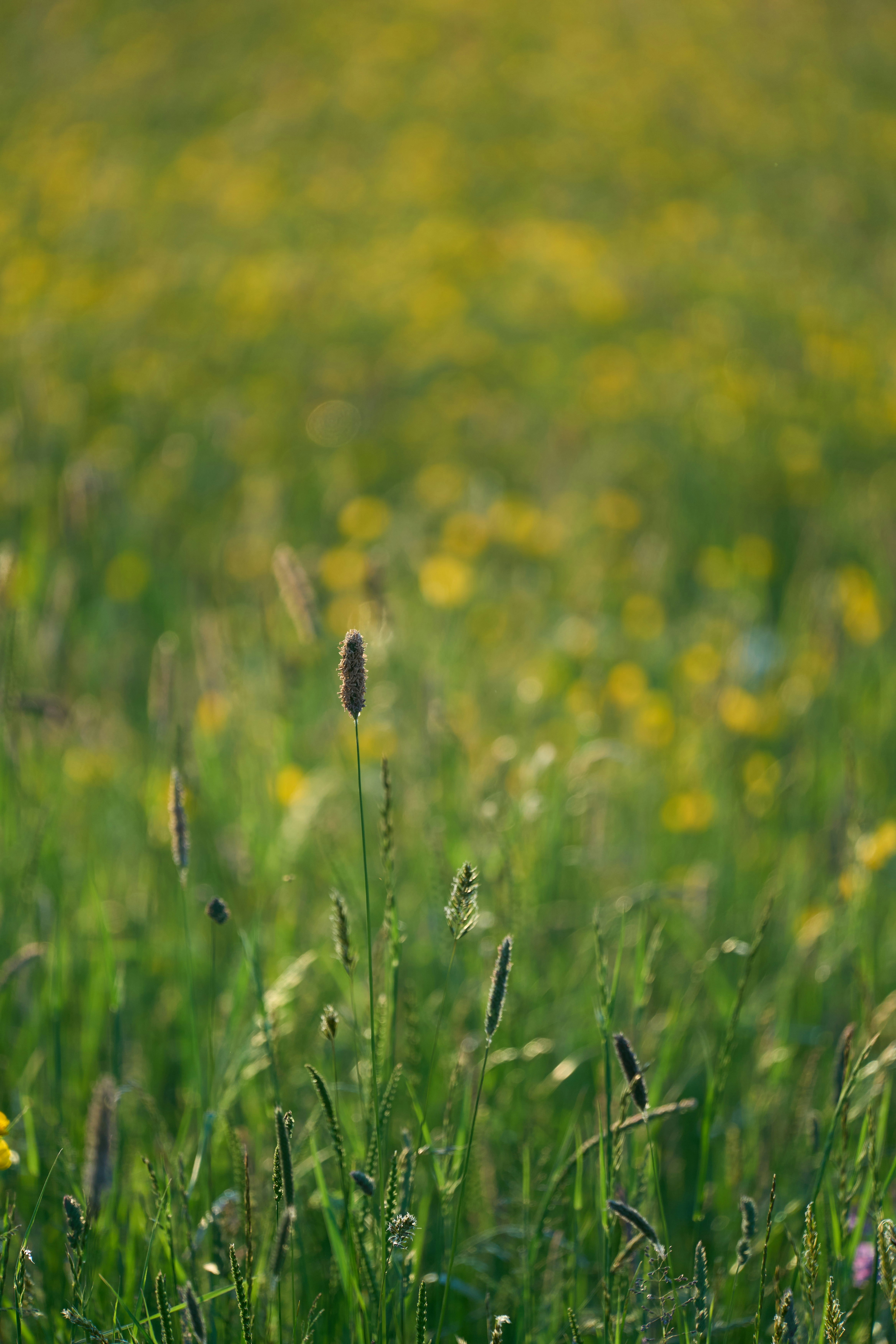 Photo by wolfgang_hasselmann