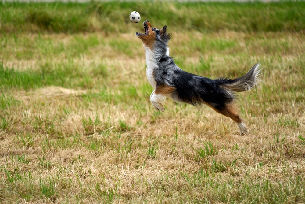 a dog jumping to catch a ball