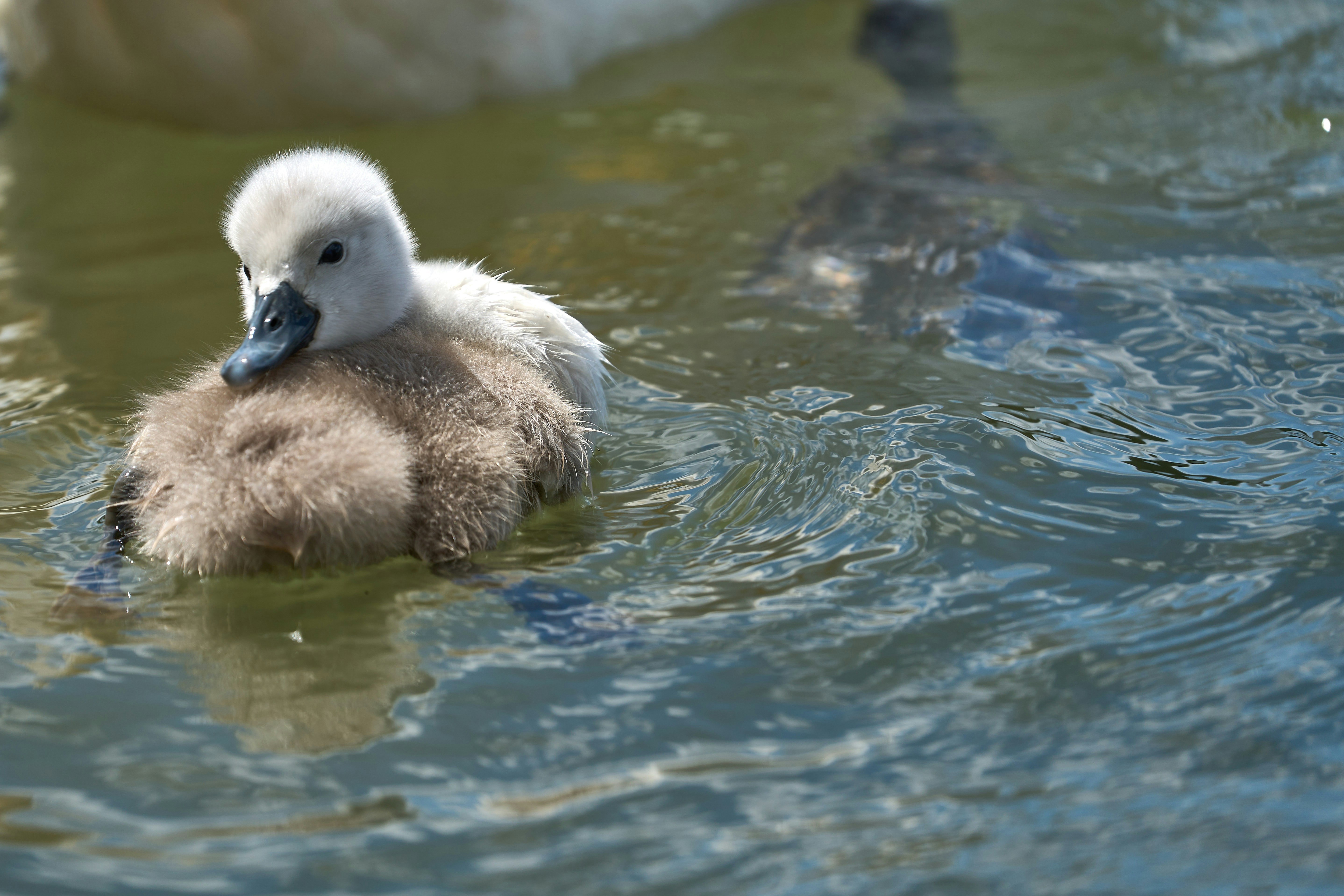 Photo by wolfgang_hasselmann