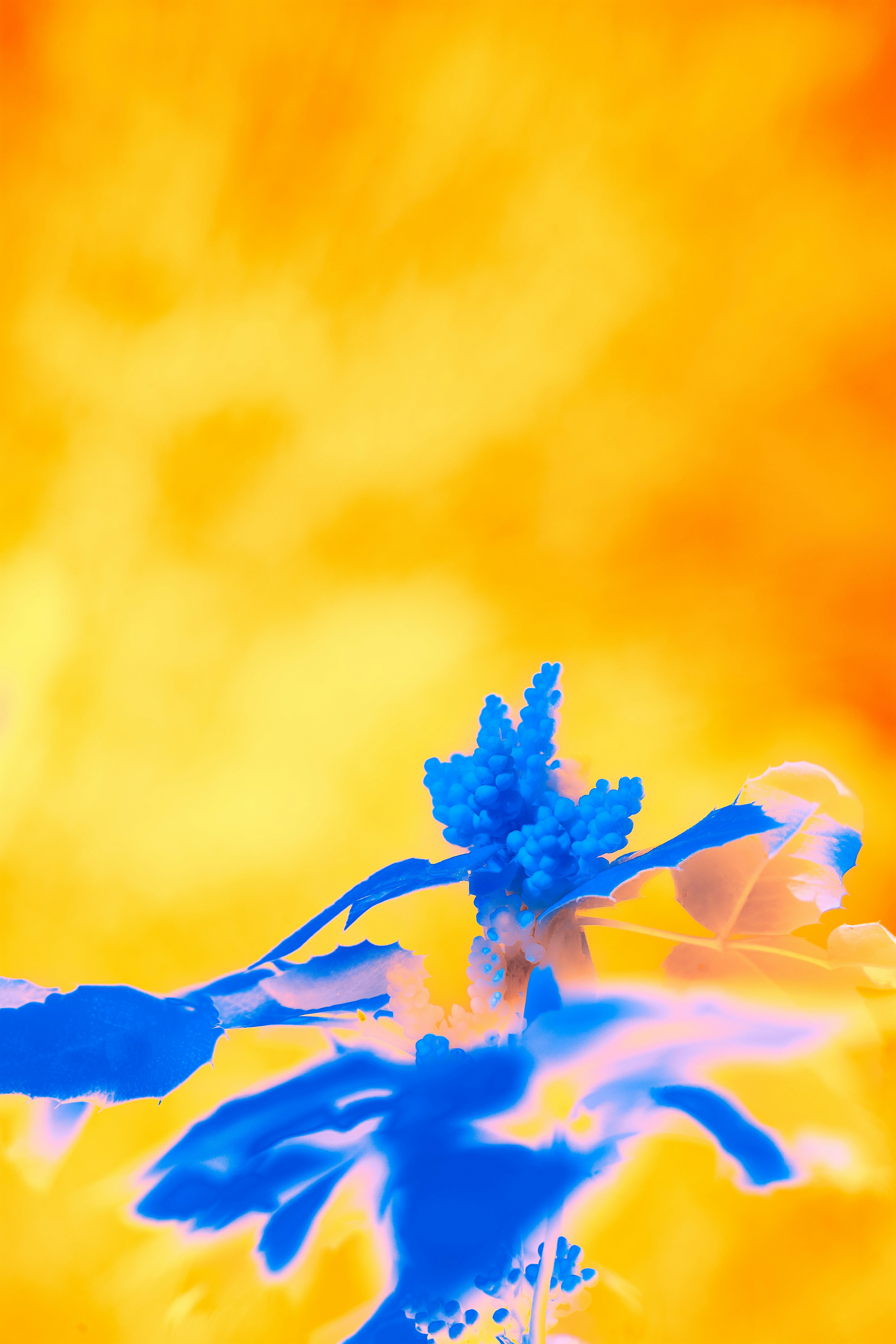 Photo by wolfgang_hasselmann