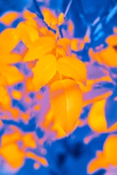 The Importance of Primary and Accent Colors in Design