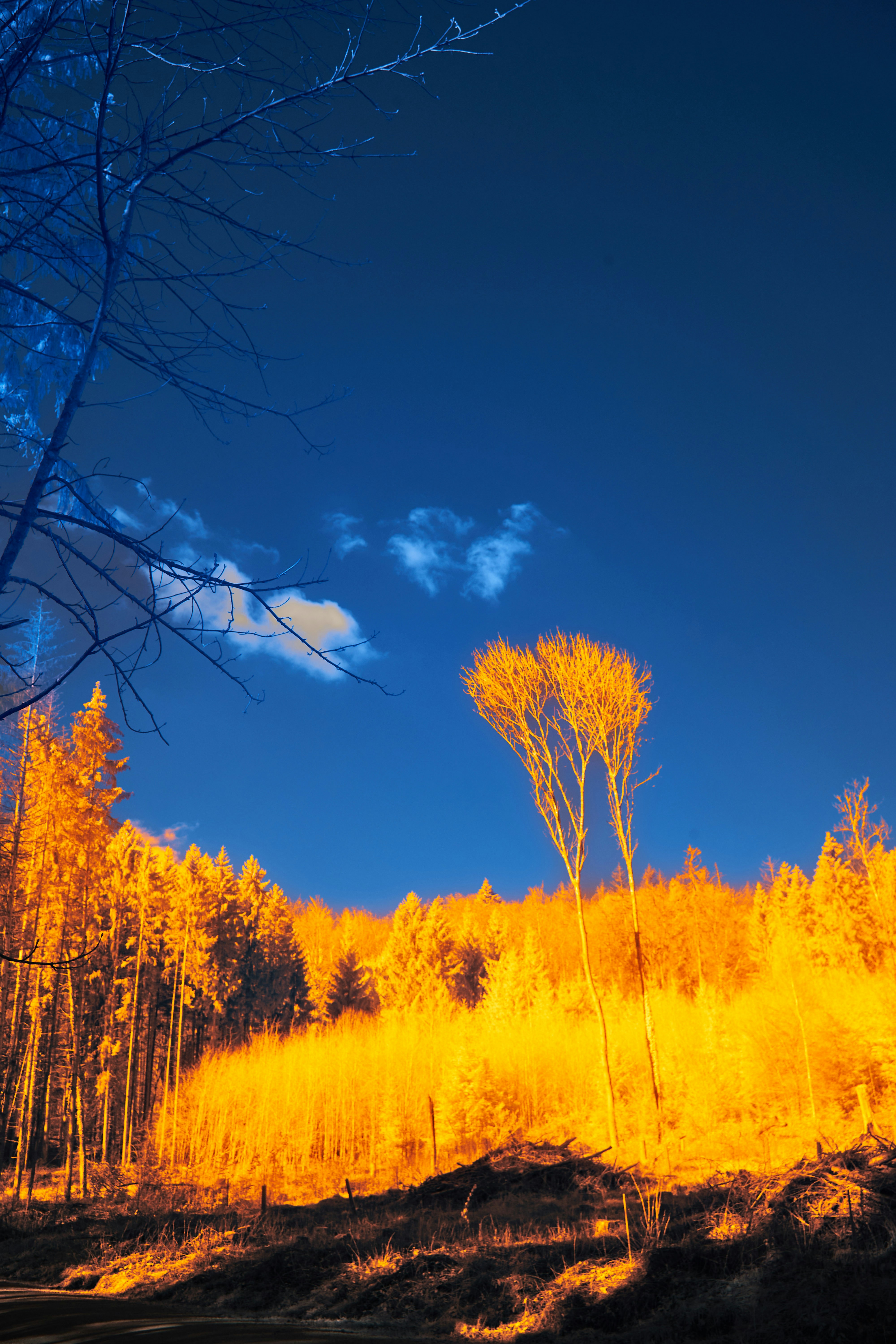 Photo by wolfgang_hasselmann