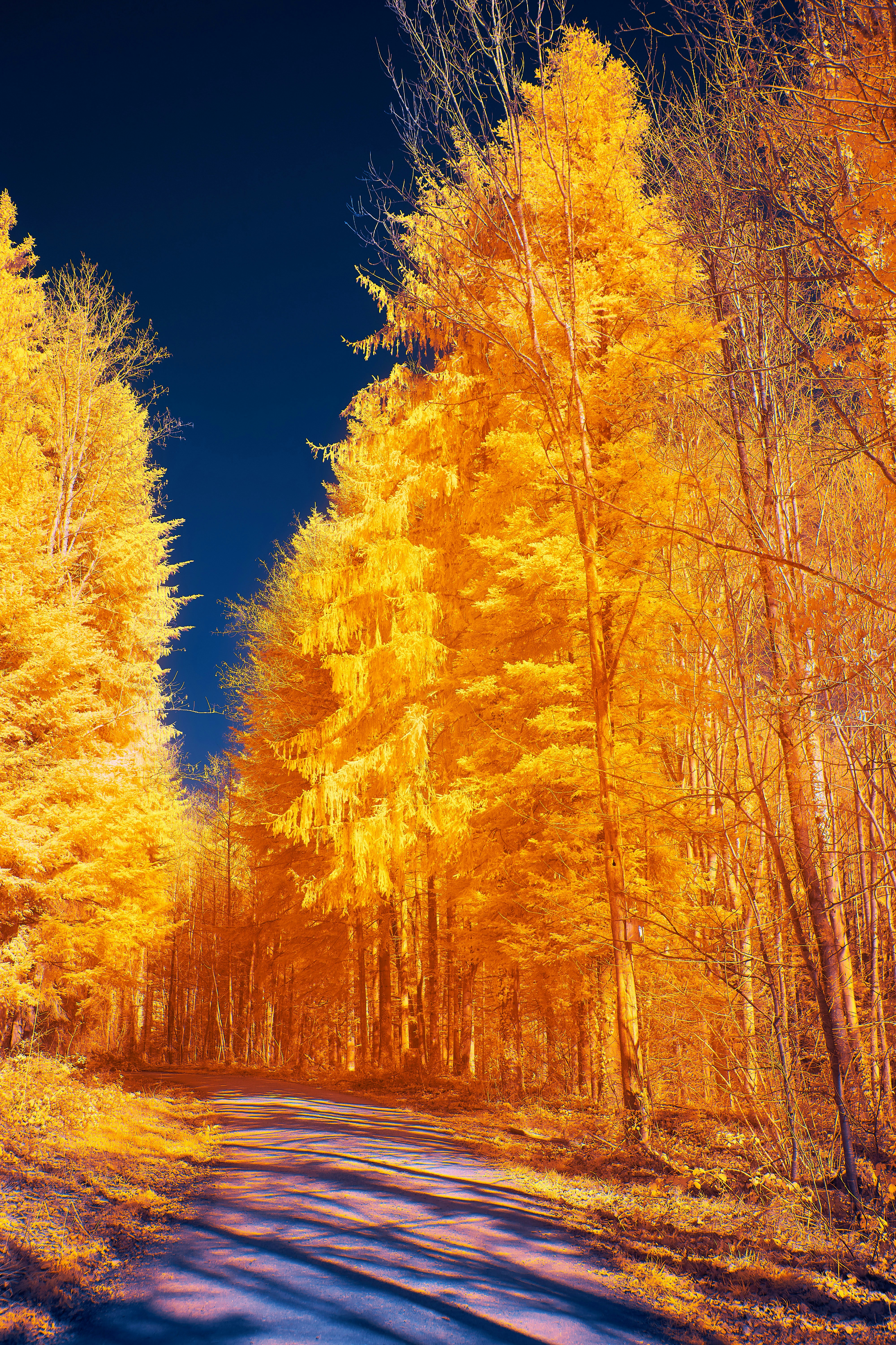 Photo by wolfgang_hasselmann