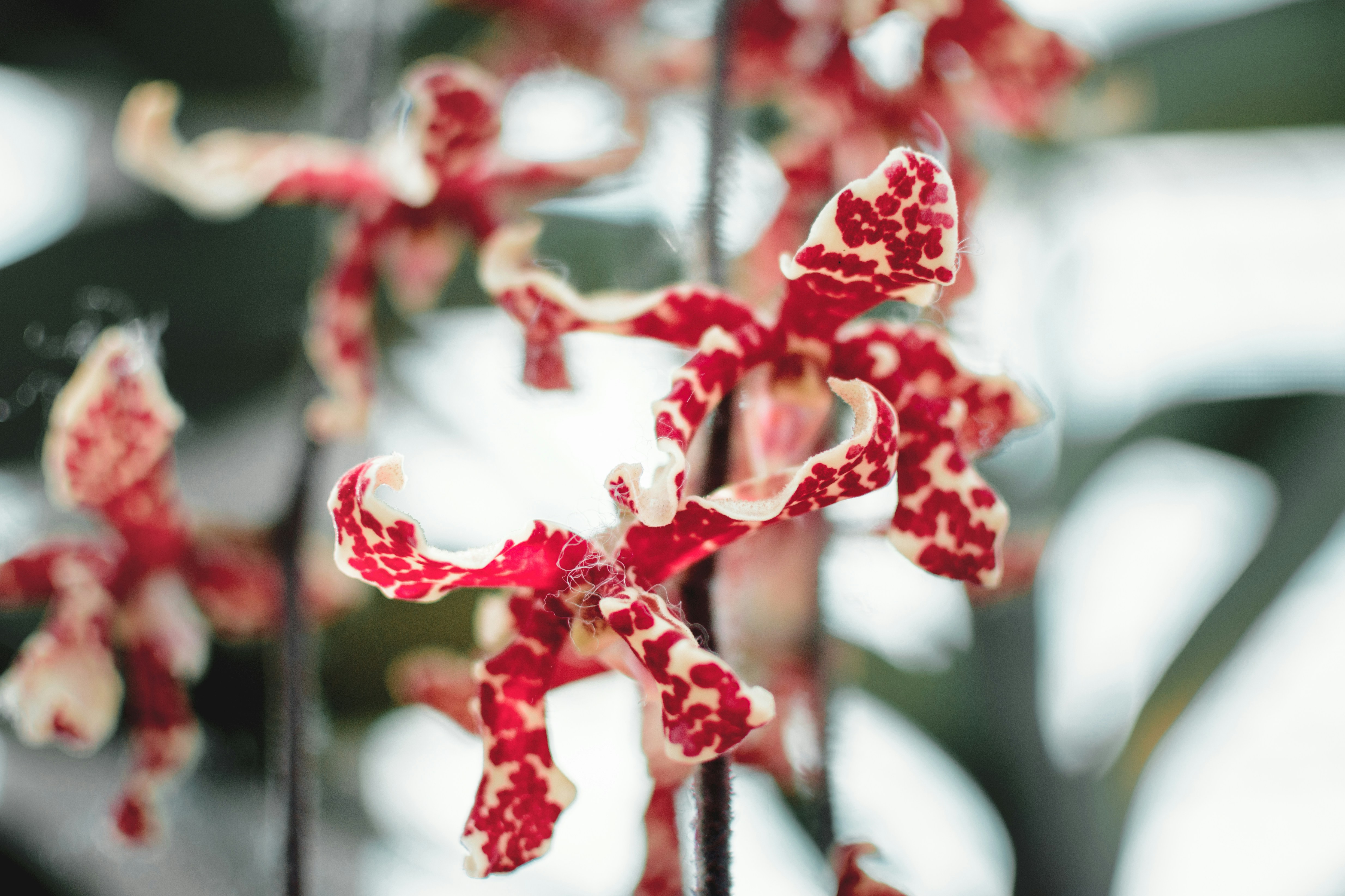 Photo by jobsavelsberg