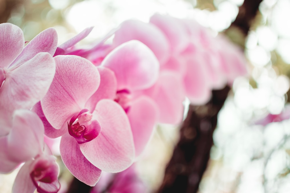 a close up of a flower