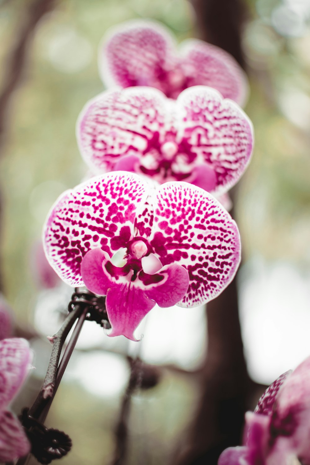 close up of a flower