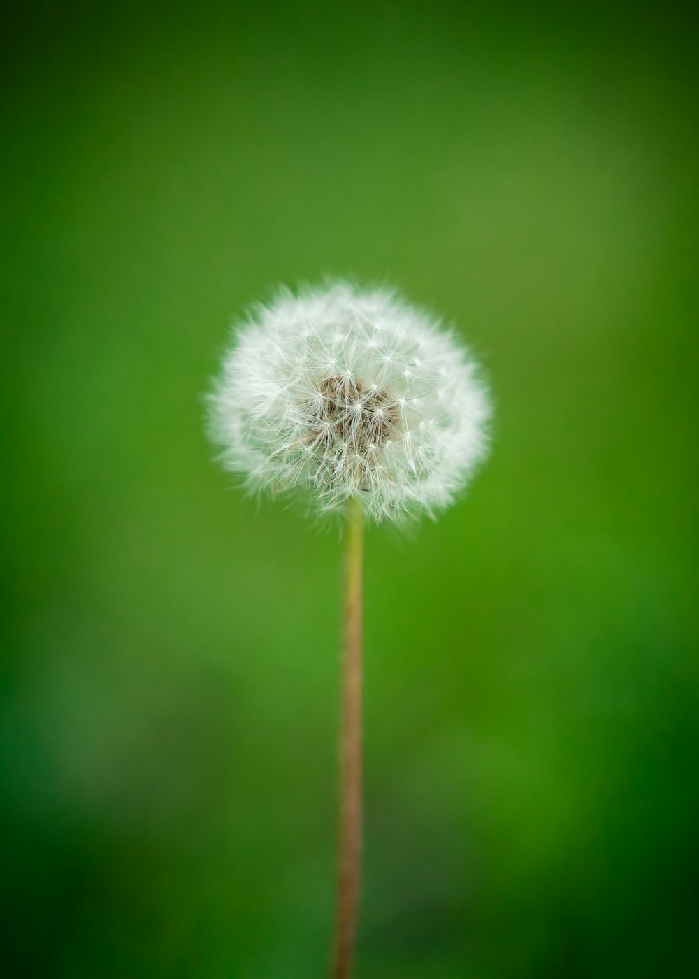 Une fleur de pissenlit sur un bâton