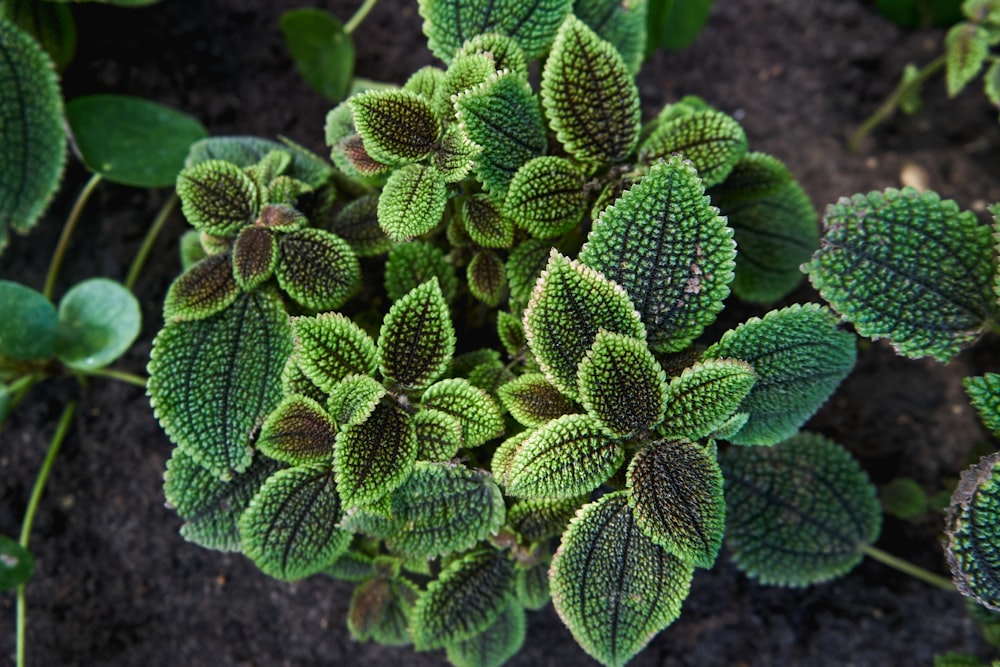 a group of green cactus