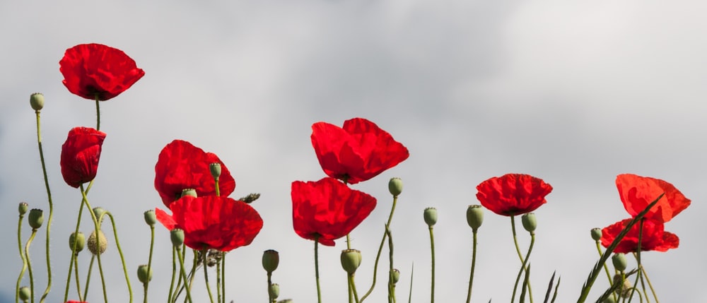 a group of red flowers