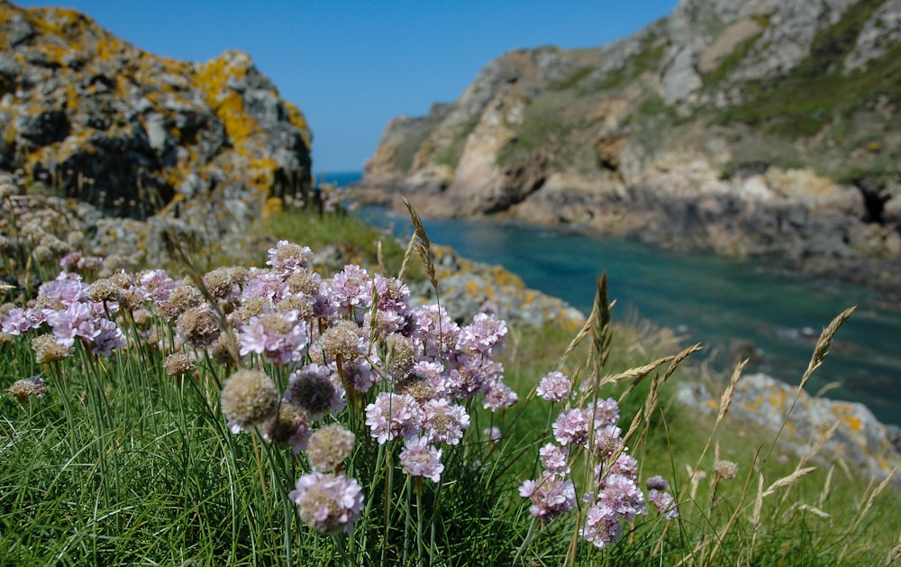 a field of purple flowers next to a body of water