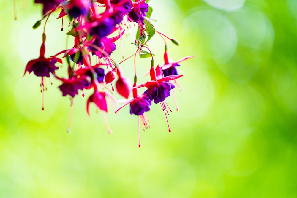 a close up of a flower