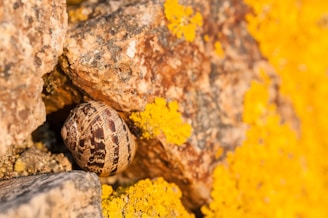A detailed close-up of a snail nestled among rocky terrain covered with vibrant yellow lichen. The snail's textured shell exhibits dark brown and light patterns, contrasting with the rugged look of the stones and the soft, vivid lichen patches.