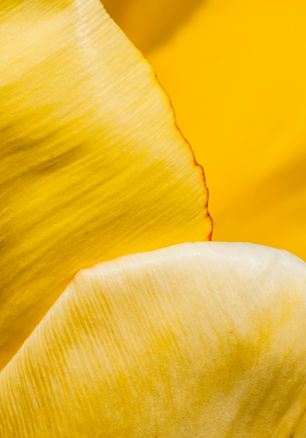 a close up of a yellow and orange potato
