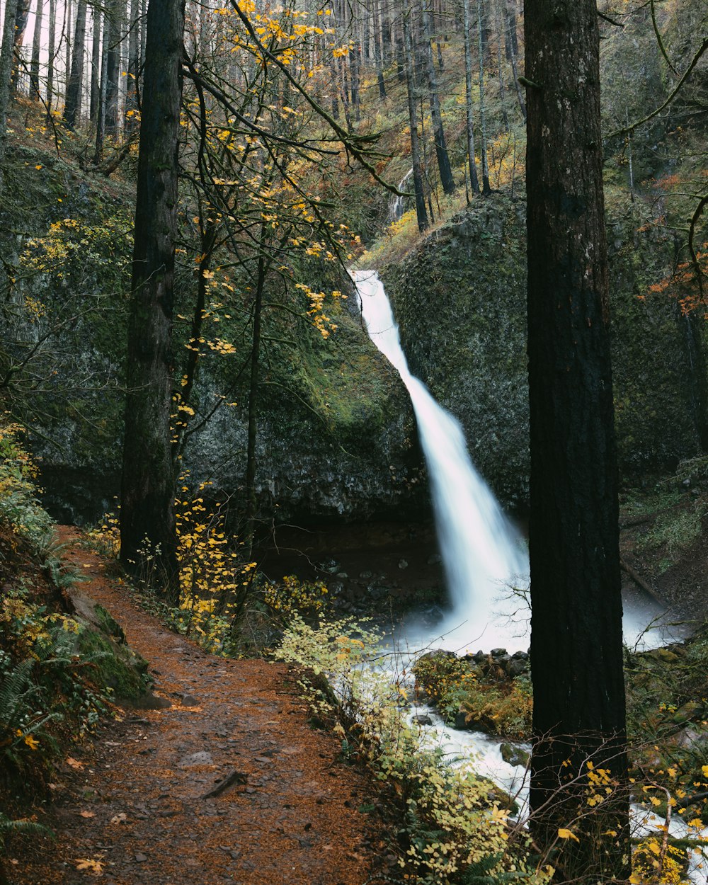 a waterfall in a forest