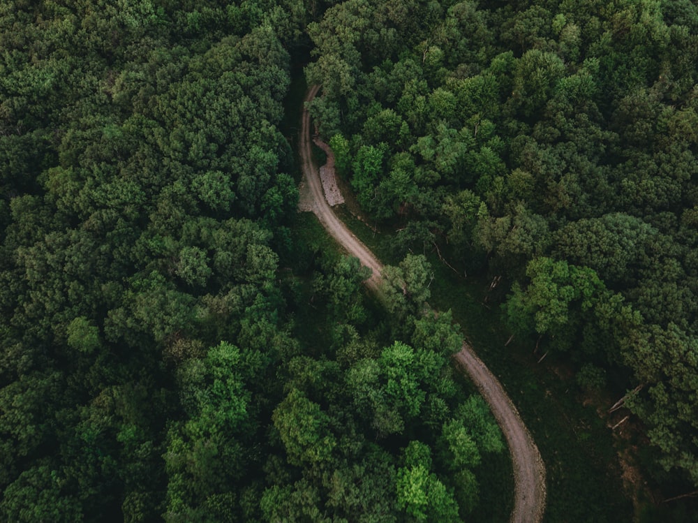 Un camino sinuoso a través de un bosque