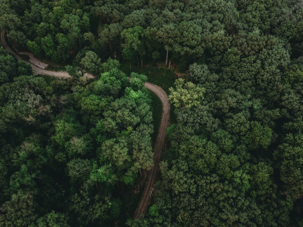 uma estrada sinuosa através de uma floresta