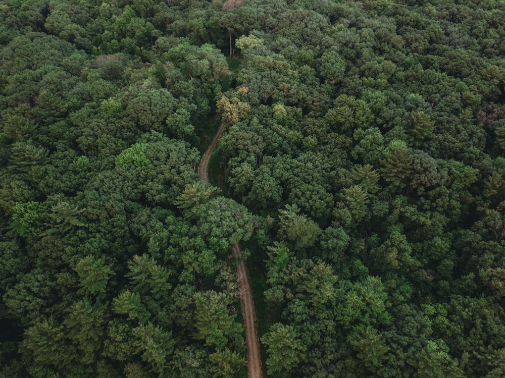 a large group of trees