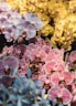 a close up of flowers