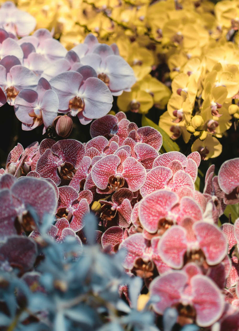 a close up of flowers