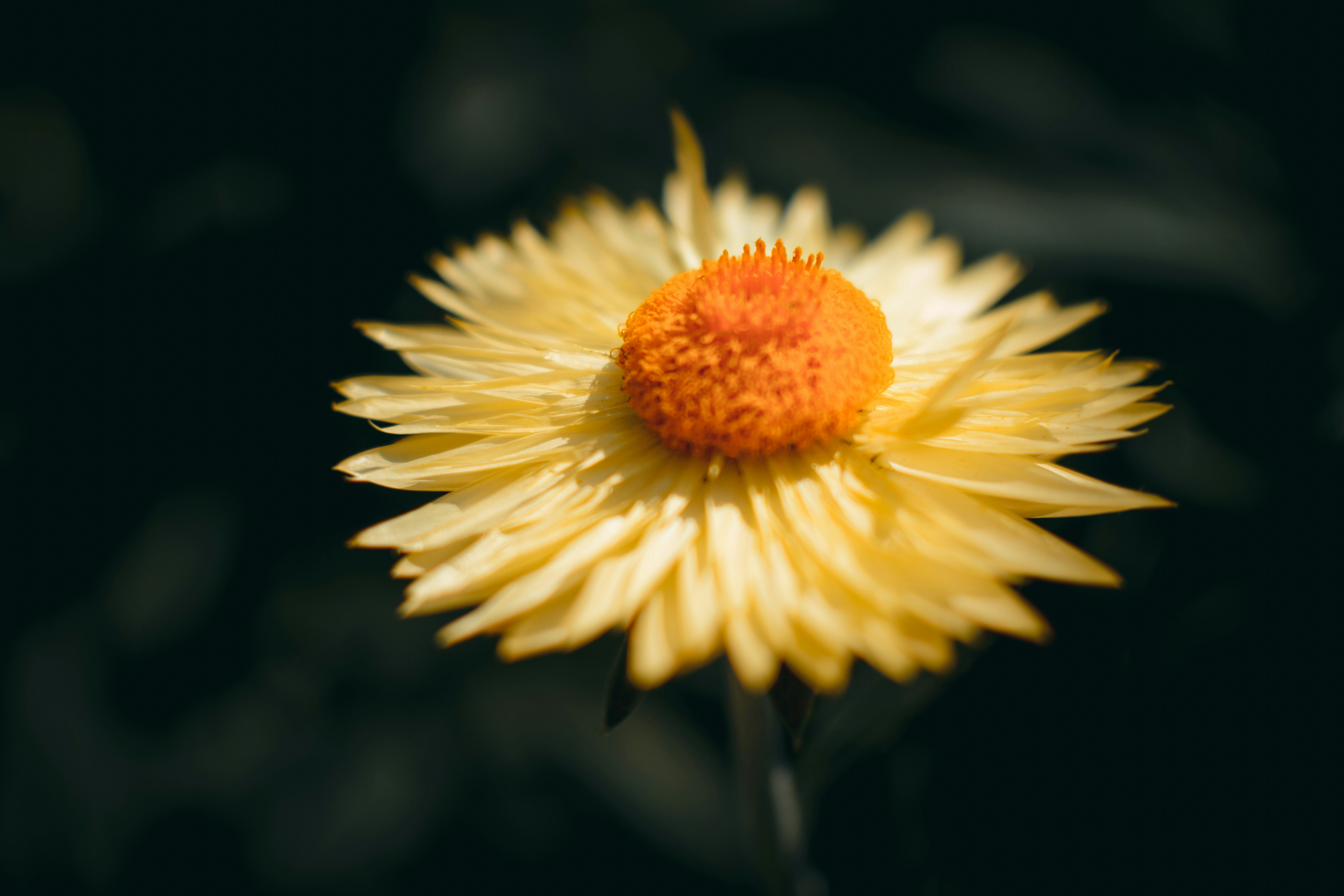 Photo by jobsavelsberg